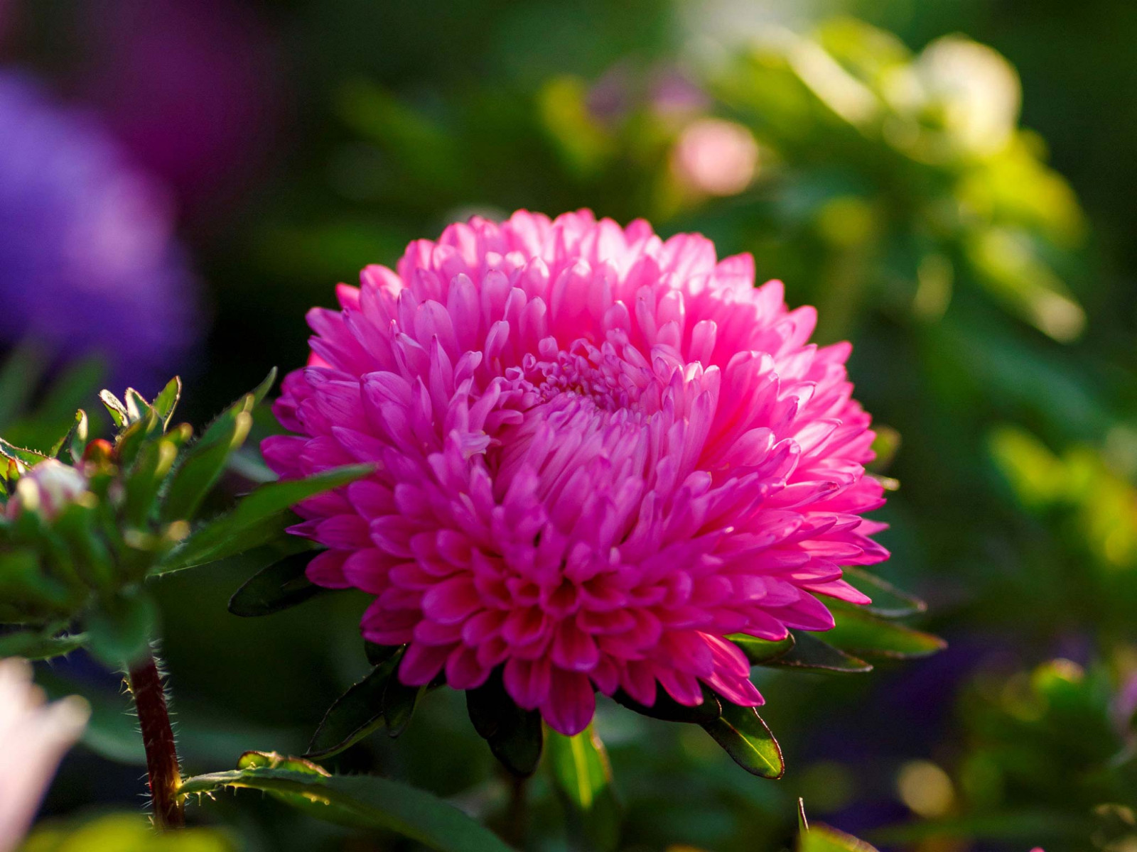 20 Seeds| Aster Seeds (Dwarf) – Colour Carpet Mix