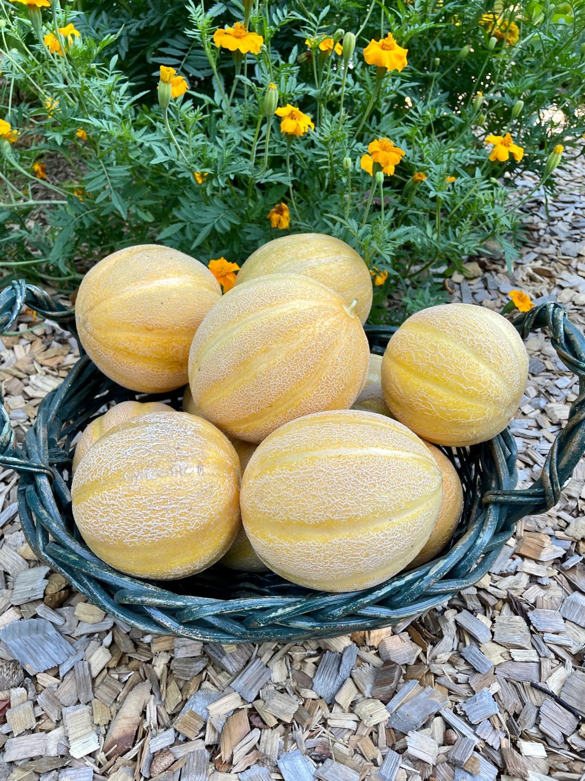 Minnesota Midget Cantaloupe Heirloom Seeds 25