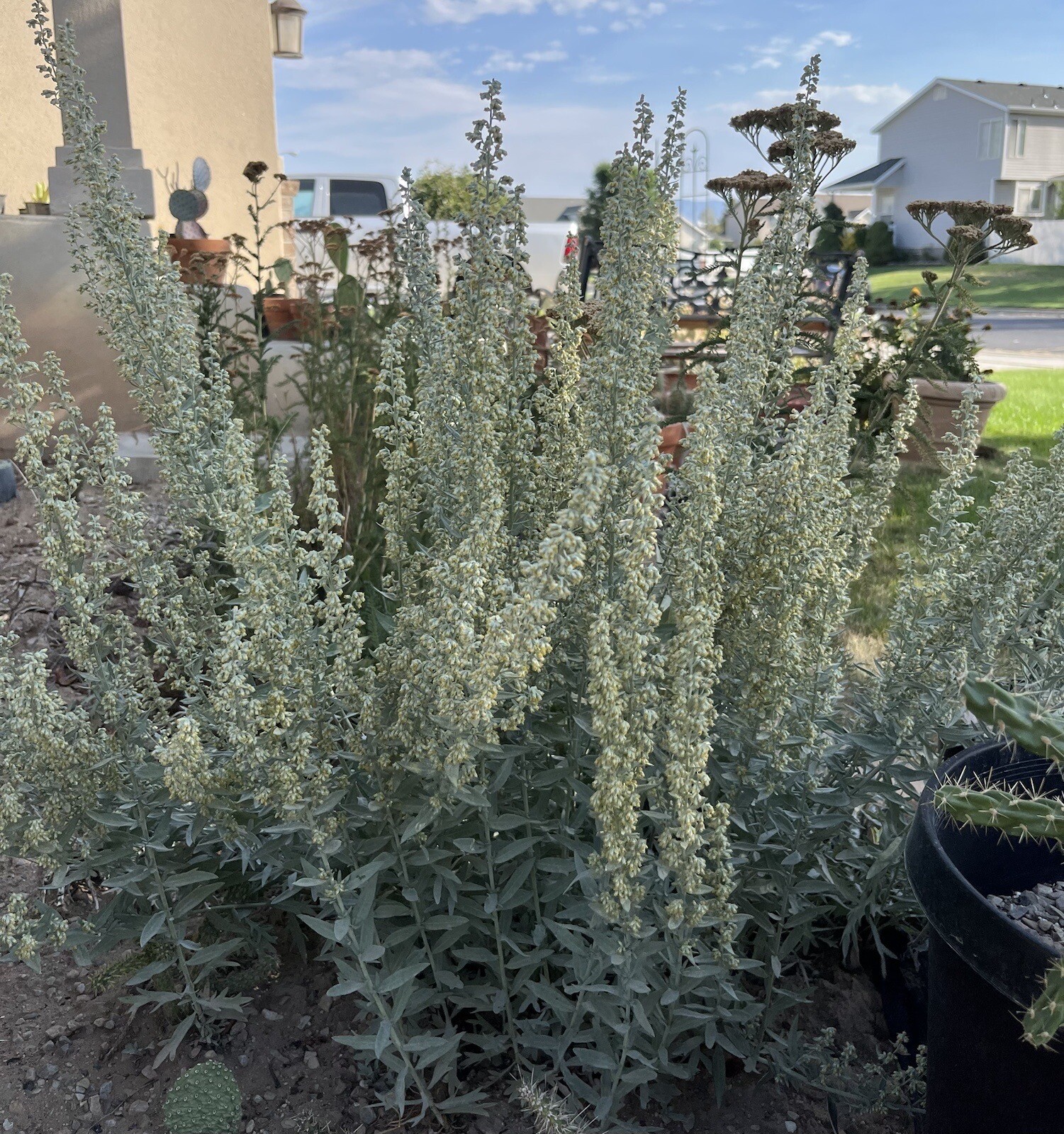 AR01: White Sagebrush Seed 1000+ Ct Cold Hardy Wildflower Artemisia ludoviciana