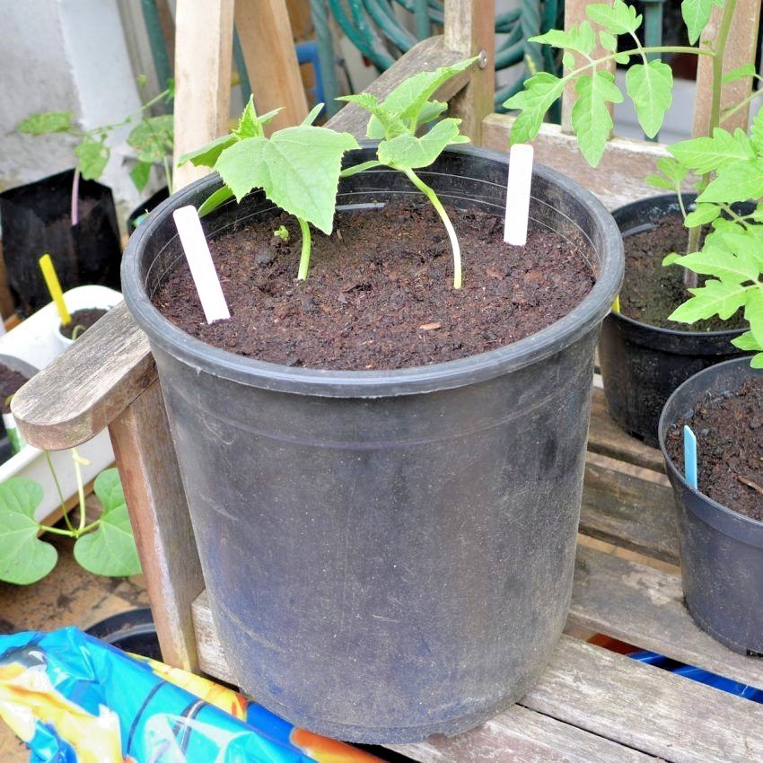 30+Muncher CUCUMBER Seeds Organic Summer Vegetable Garden Patio Container Easy