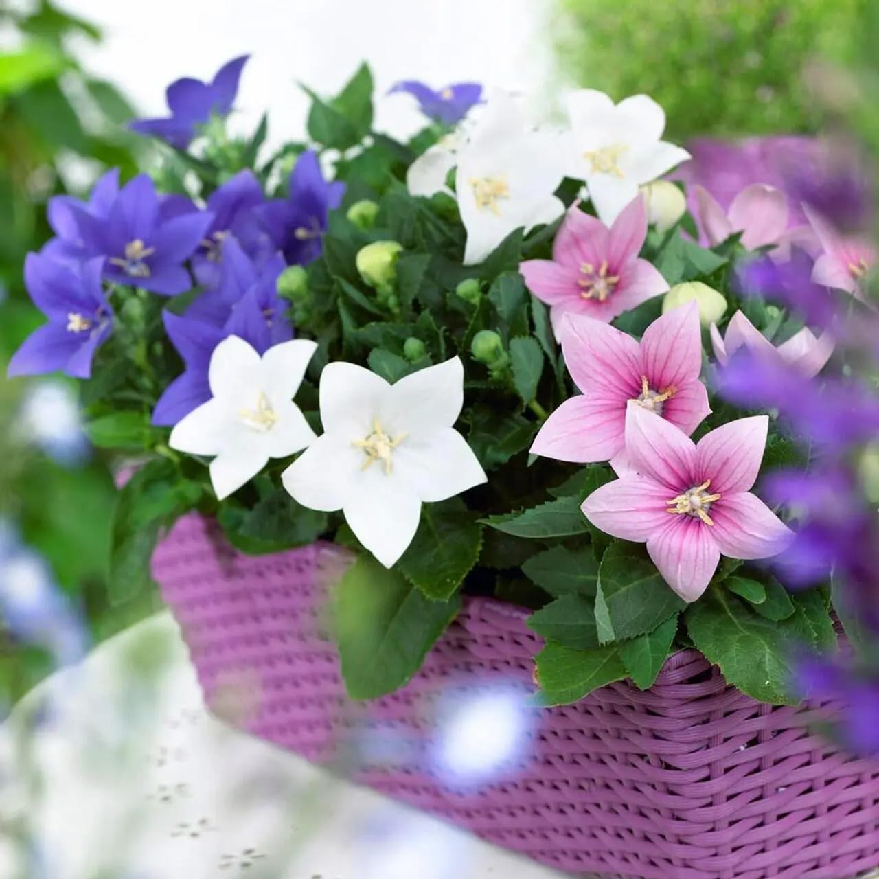 Seeds Balloon Flower Mix (Platycodon Chinese) Perennial Flowers