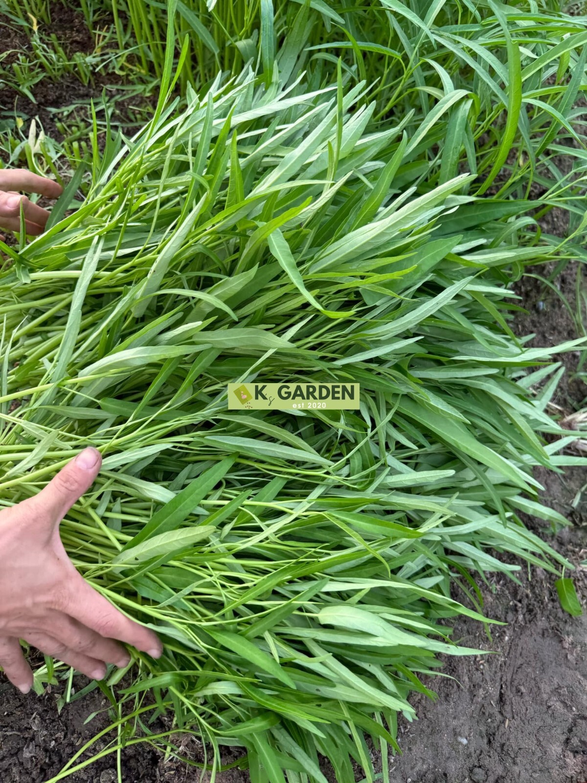 WATER SPINACH (SMALL LEAF) SEEDS,ONG CHOY, KANGKONG, RAU MUỐNG LÁ TRE (400+ pcs)