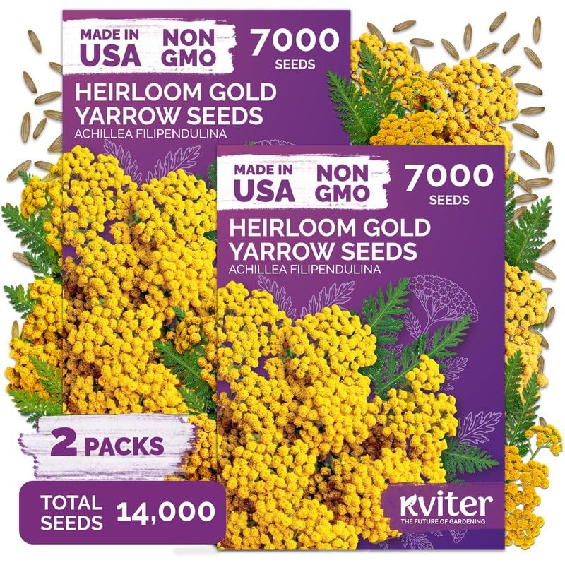 KVITER 14,000 Gold Yarrow Seeds (Achillea Filipendulina), 2 Pack