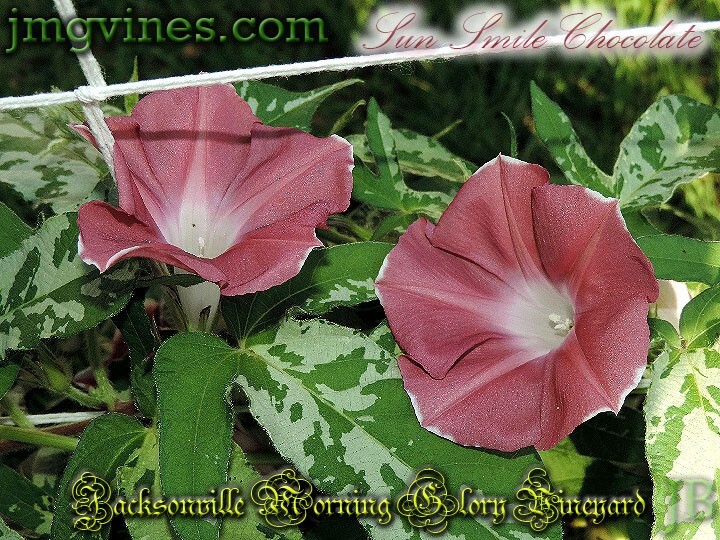 Sun Smile Chocolate Japanese Morning Glory 6 Seeds