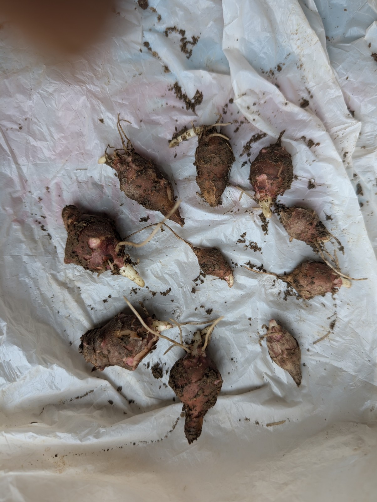 10 Very Small red organic Jerusalem Artichoke Tubers FOR PLANTING