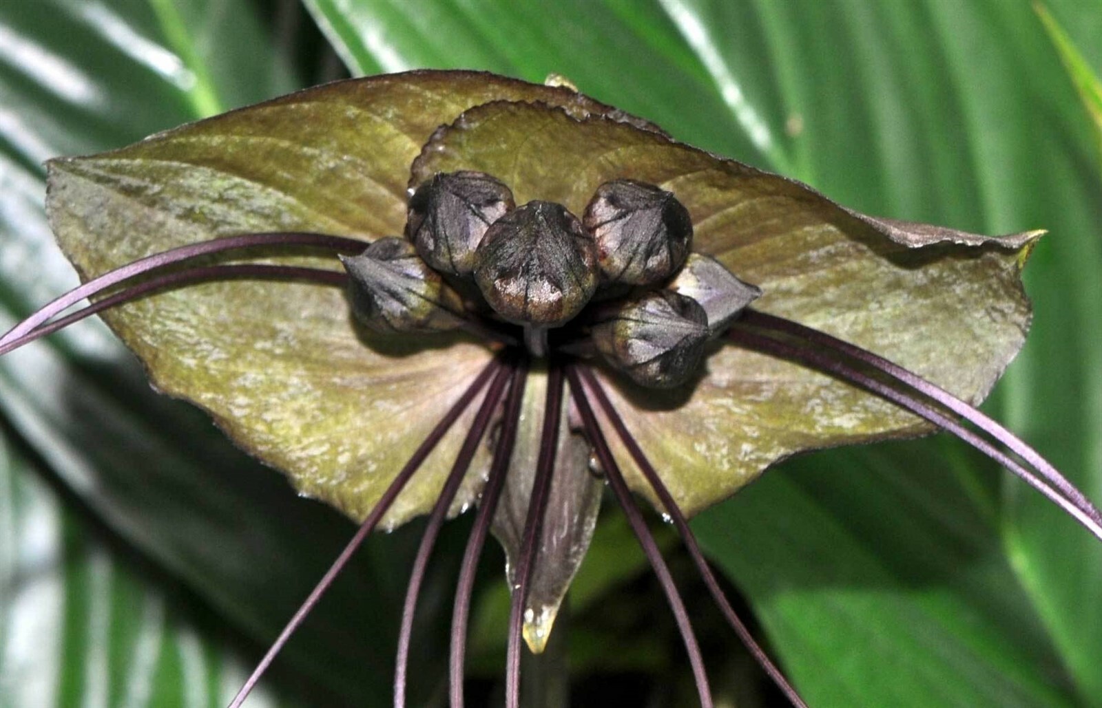 Tacca chantrieri | Bat Flower | Cats Whiskers | Devil Flower | 20_Seeds
