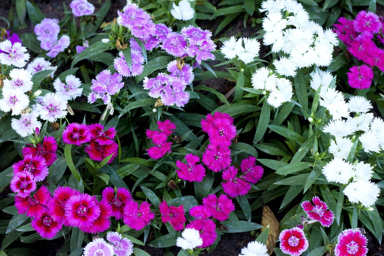 550 MAIDEN PINKS Dianthus Deltoides Flower Seeds