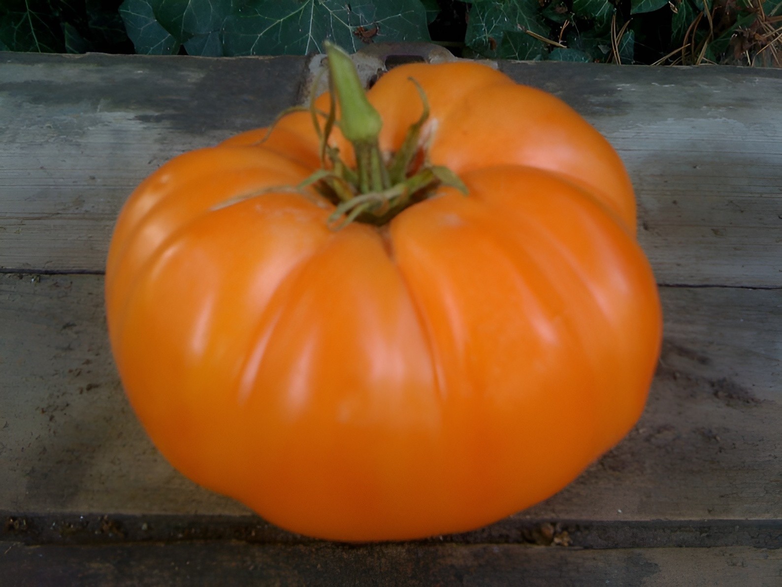 100 Heirloom Apricot Orange Brandywine Tomato Seeds 1-2LB Sweet Indeterminate