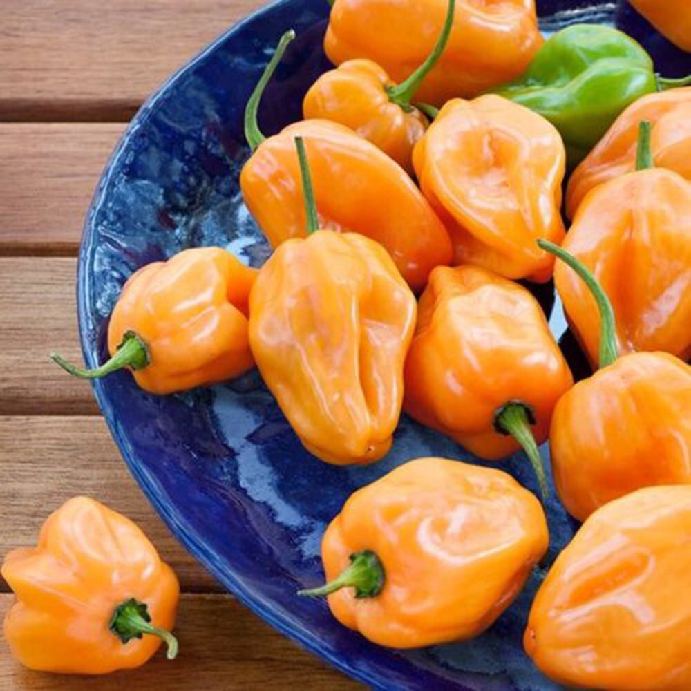 Scarborough Seeds Habanero Orange Pepper Seeds 100 Count – Non-GMO, Full Sun