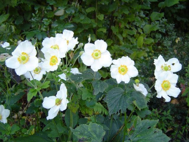 5 MADONNA ANEMONE Sylvestris White & Yellow Flower Seeds *Flat S/H