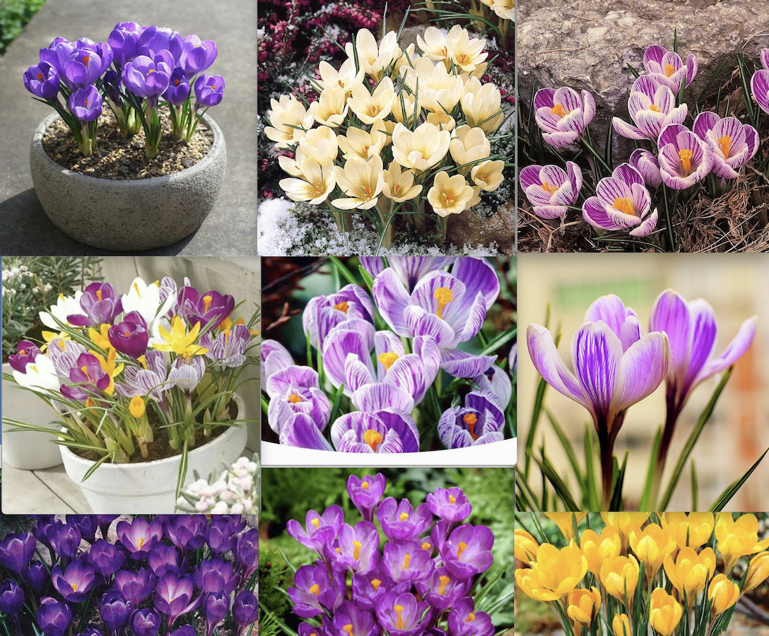 25pc CROCUS SAFFRON SEEDS Garden Plant Flower exotic USA seller FREE shipping