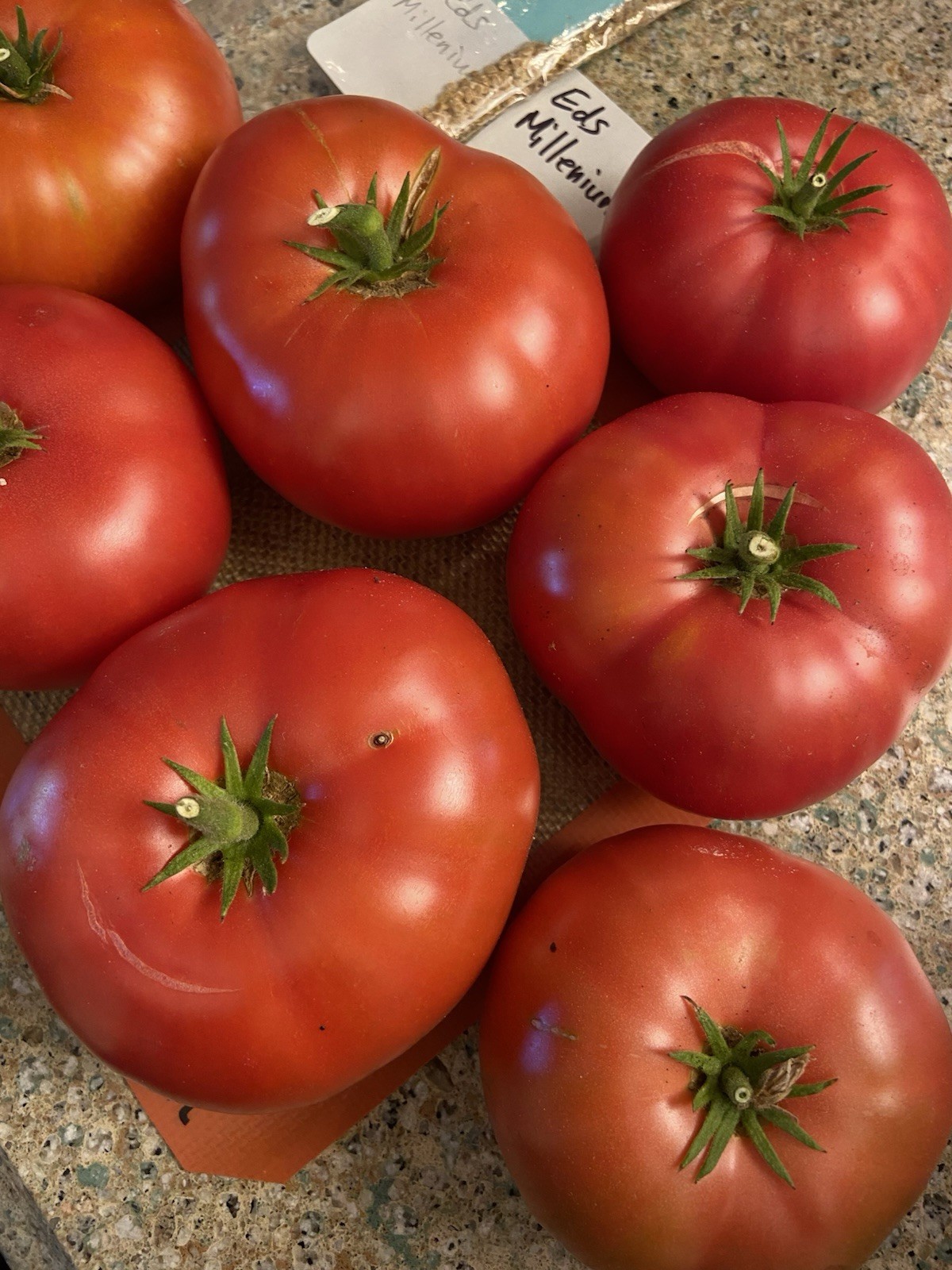 25+ seeds of ED’S MILLENNIUM Tomato -Indeterminate Variety- Solanum lycopersicum