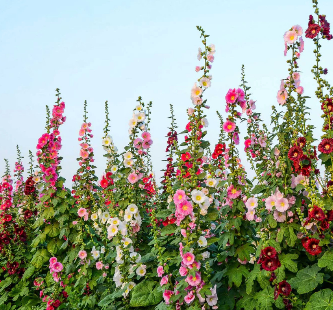 4lb Hollyhock Flower Seeds “Single Mixed” Alcea Rosea Beautiful Cottage Garden