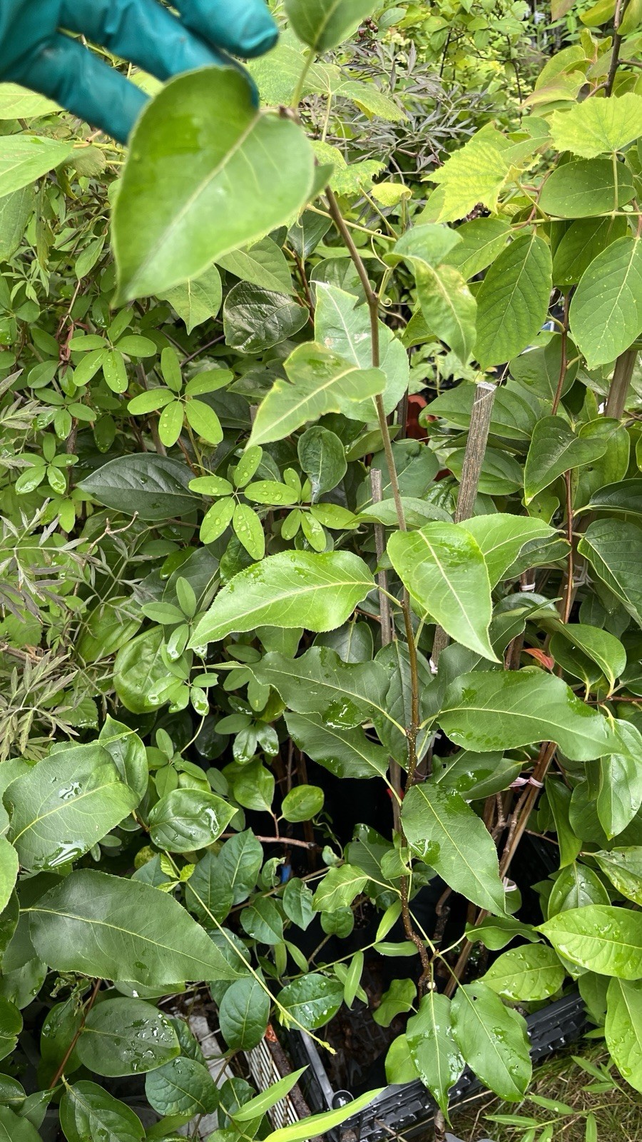 2-3 ft tall Shin Li Asian hybrid pear tree, grafted plant 2 year old