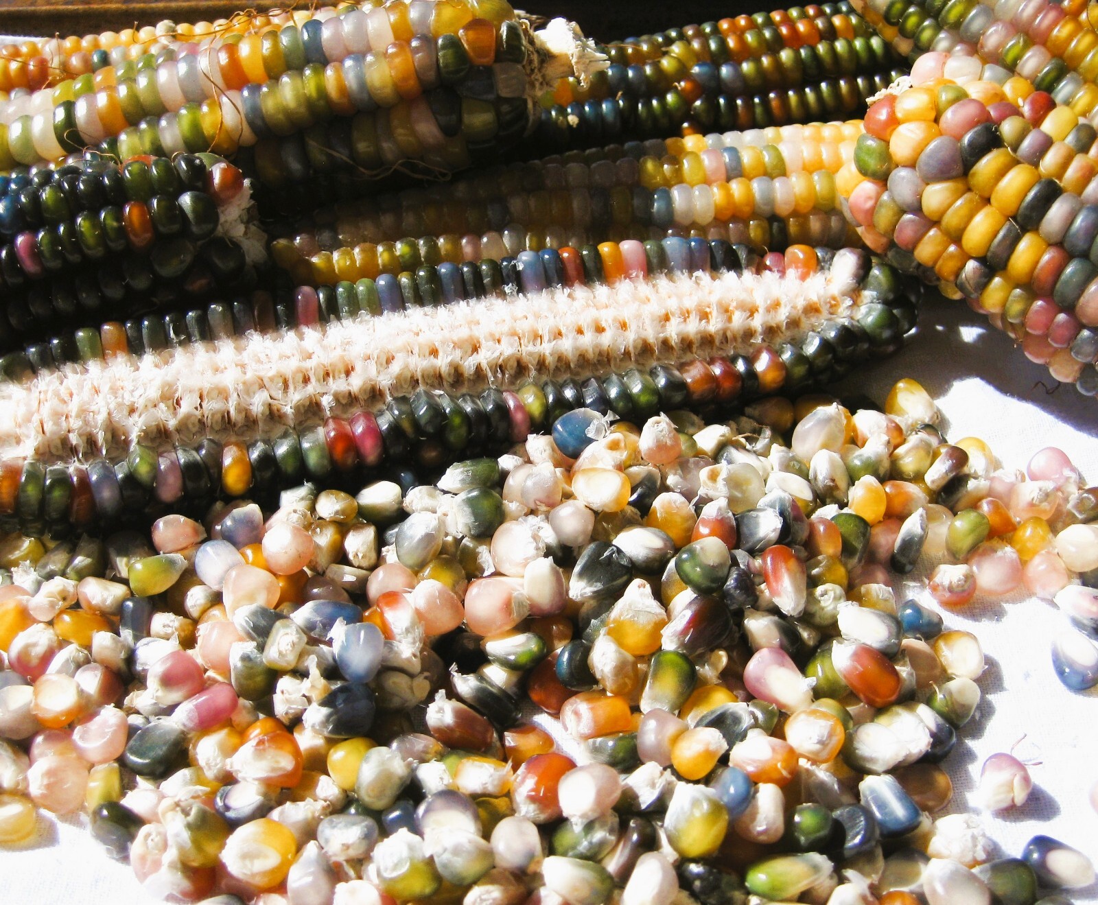 Glass Gem Corn Seeds Organic 200+ USA Grown