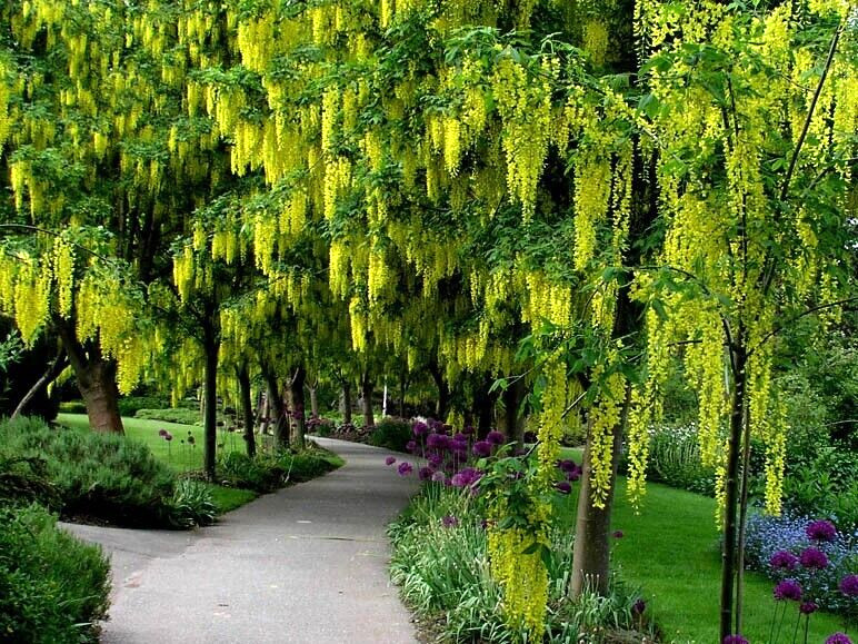 GOLDEN SHOWER TREE SEEDS (Cassia fistula) Weeping Gold Rush Yellow Flowers Fast