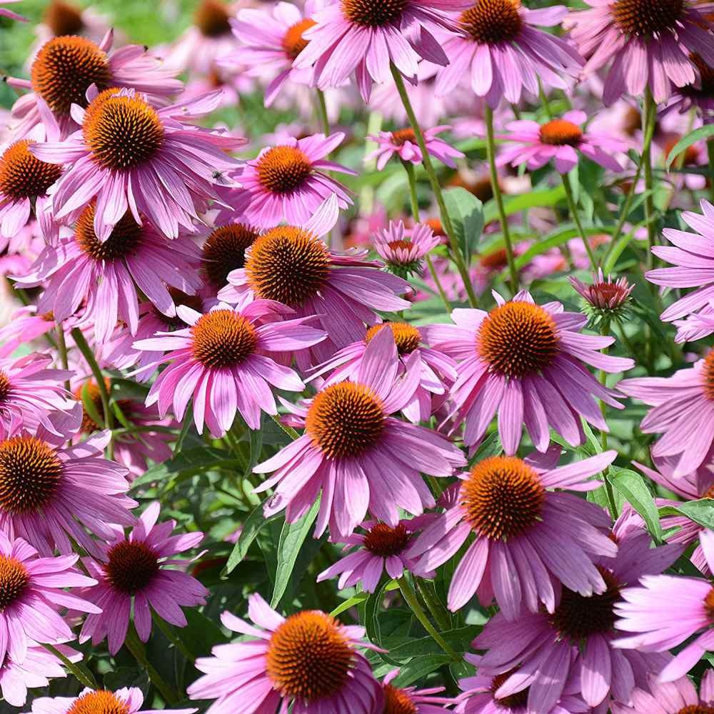 1 LB Purple Coneflower Wild Flower Seed For Planting | Echinacea Seeds