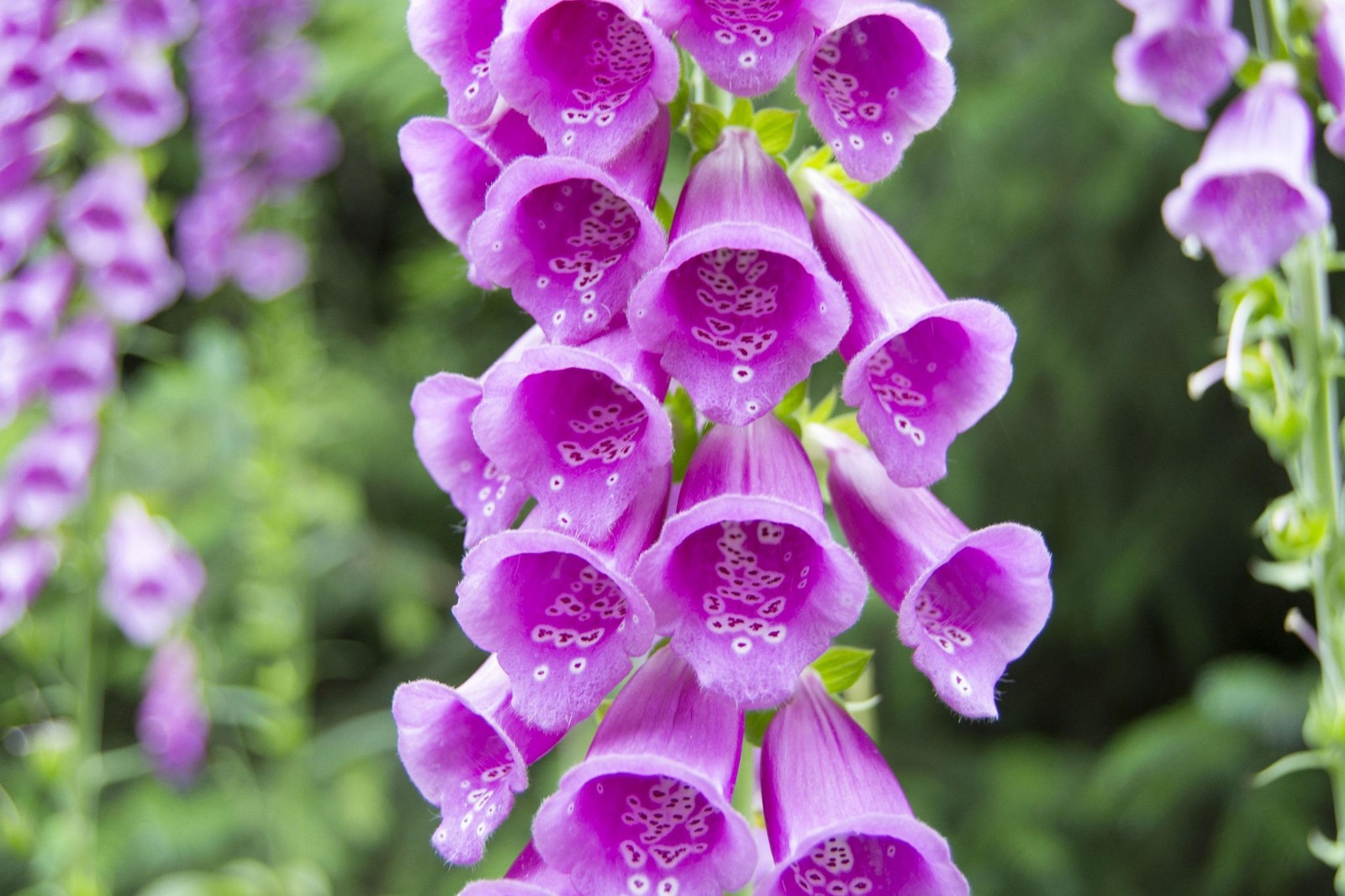 100 Purple Foxglove Flower Seeds