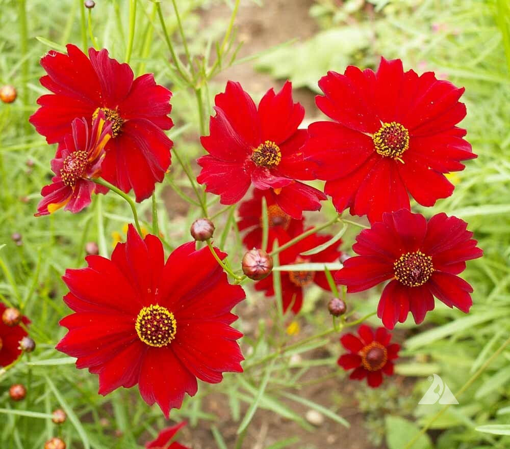 Coreopsis DWARF RED PLAINS 12-15″ Butterfly Garden Fall Blooms Non-GMO 300 Seeds