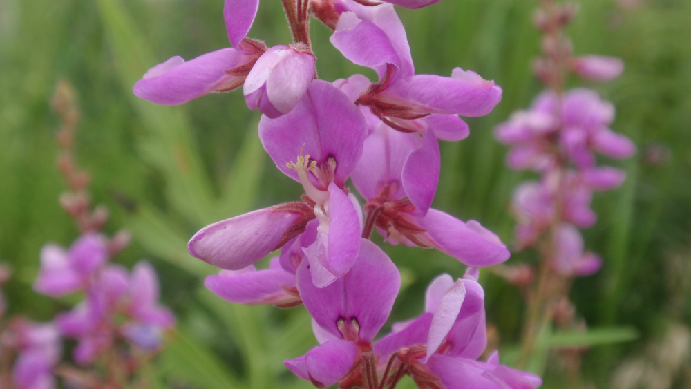 trefoil, showy tick PERENNIAL PINK flower 100 seeds! USA GroCo BUY 10=SHIPS FREE