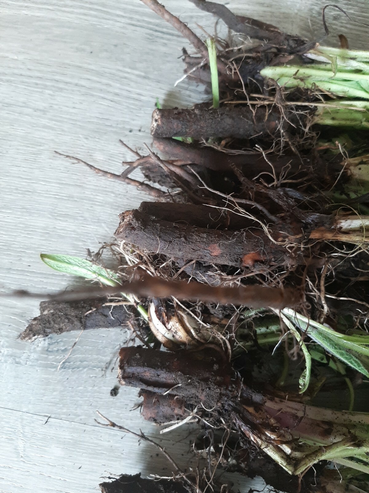 Freash Organic Comfrey Roots for Planting 15PCS Roots