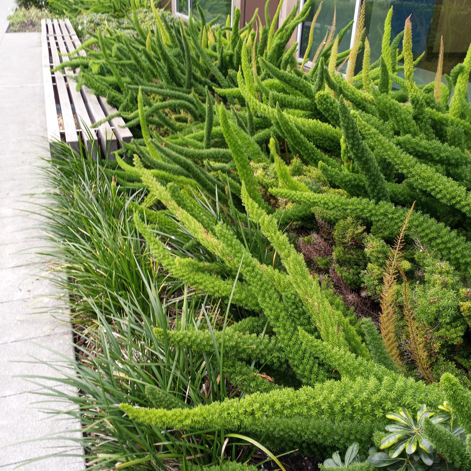 30 ASPARAGUS FOXTAIL FERN FRESH Seeds – Myers Houseplant Tropical Garden RARE!