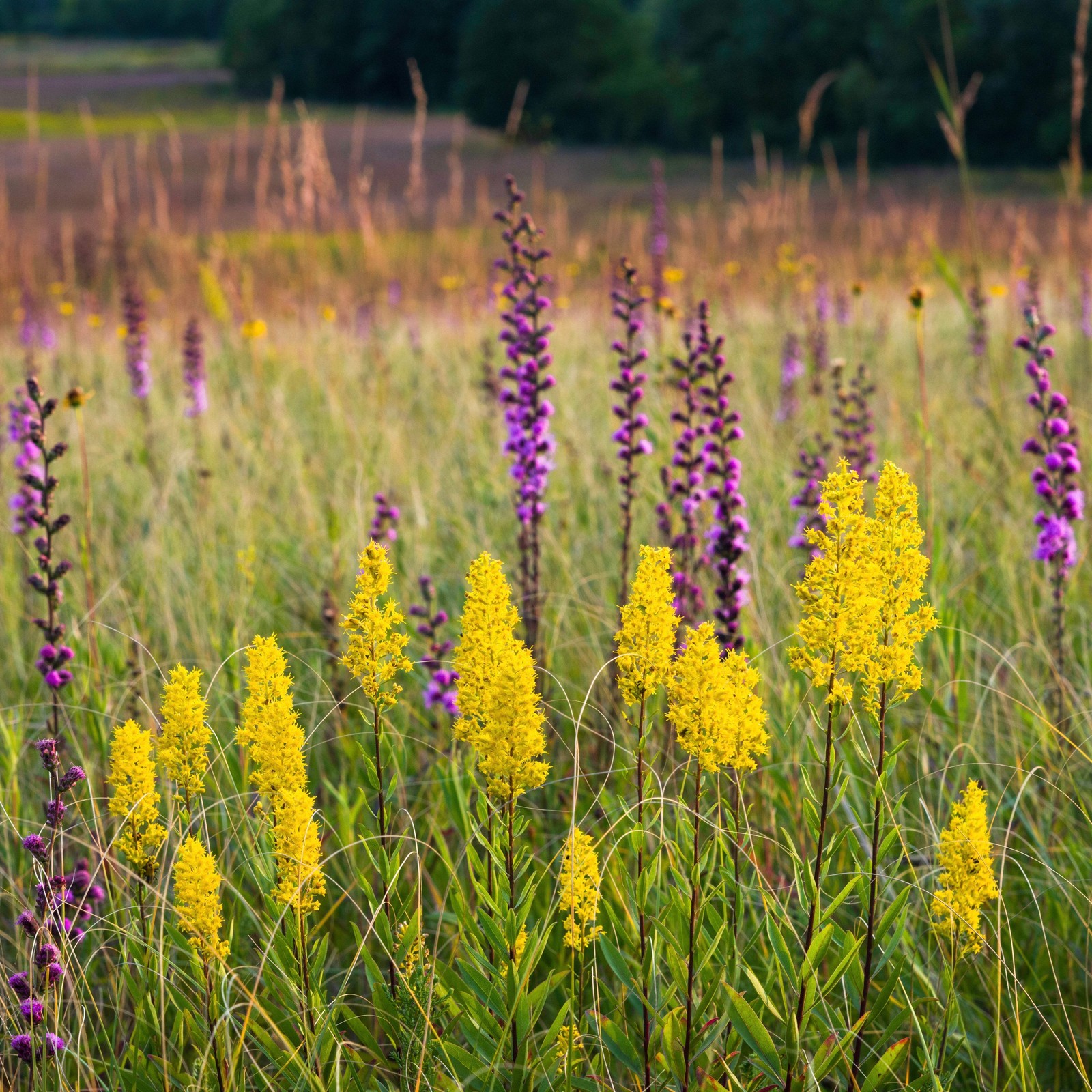 Showy Goldenrod Seeds (Solidago speciosa) ~Herb Native Pollinator Garden