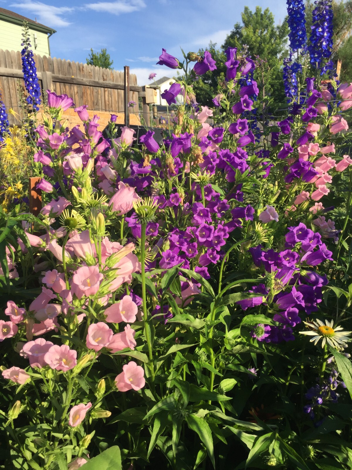 300 seeds CANTERBURY BELLS MIX colors Campanula Seeds from my garden + Gift