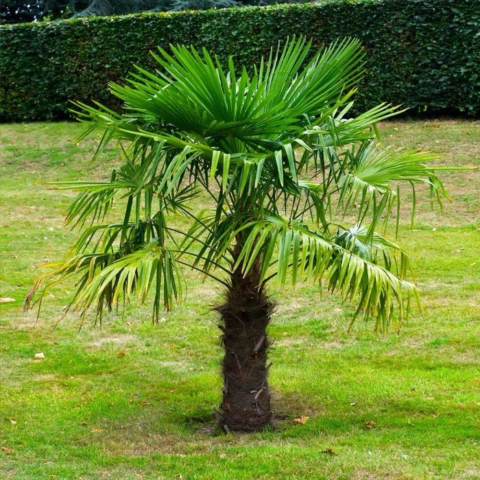 T. Fortunei – Chinese Windmill Palm – 10 FRESH SEEDS – Oregon COLD HARDY 🌴