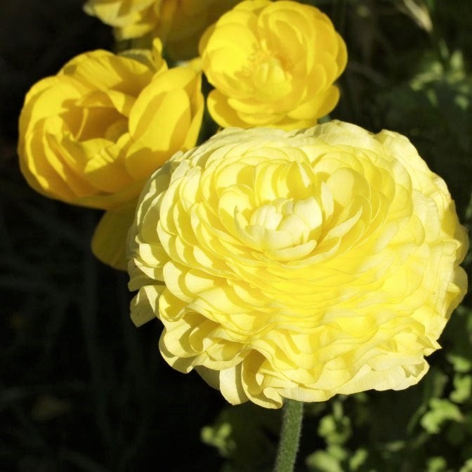 Ranunculus Buttercup Yellow 10 Flower Bulbs – Spring Yellow Blooms Temperate Sun