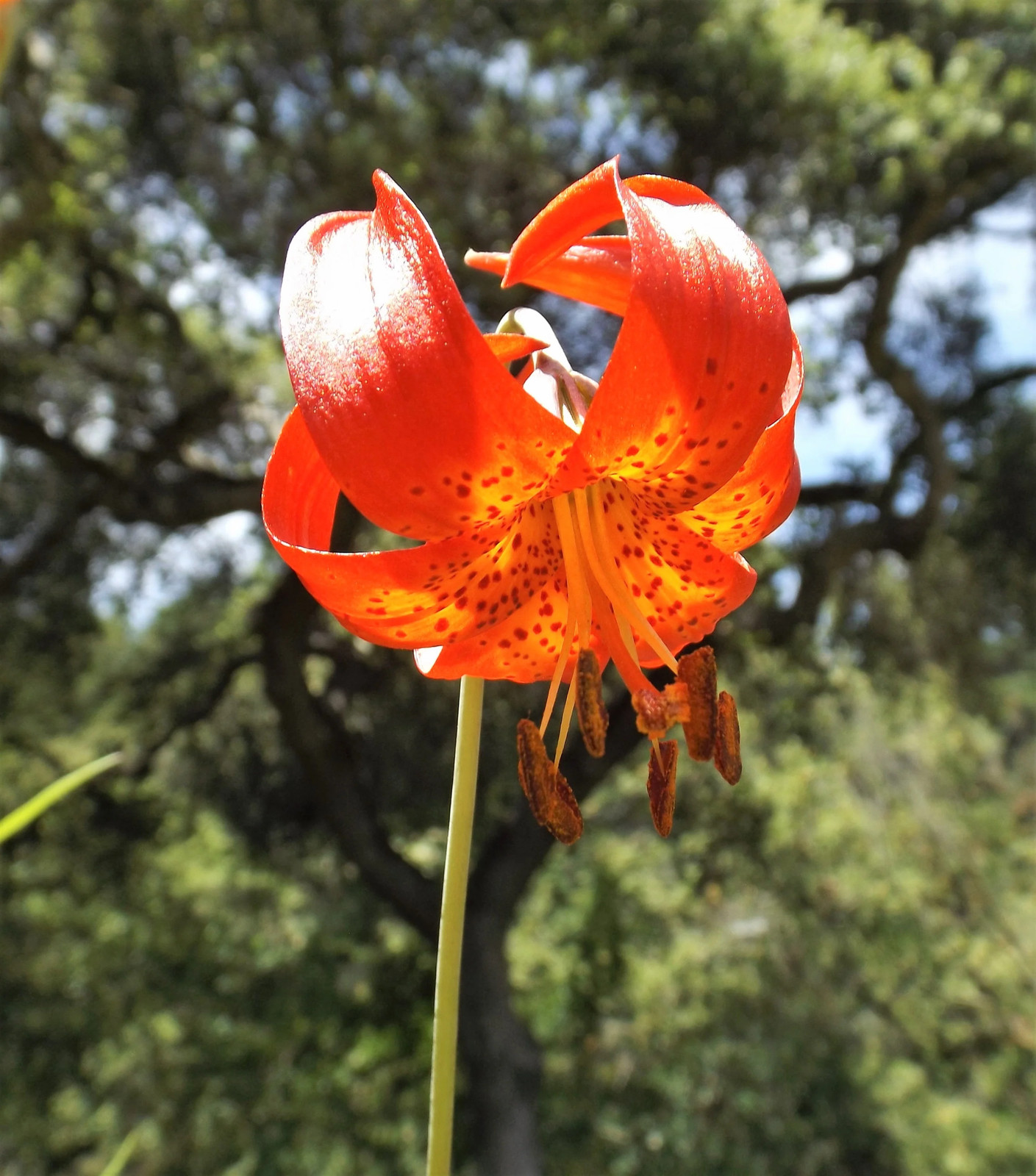10 LEOPARD LILY California Tiger Lilium Pardalinum Yellow Orange Red Flower Seed