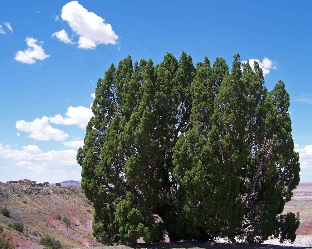Juniperus Monosperma 10 Seeds Free Shipping!