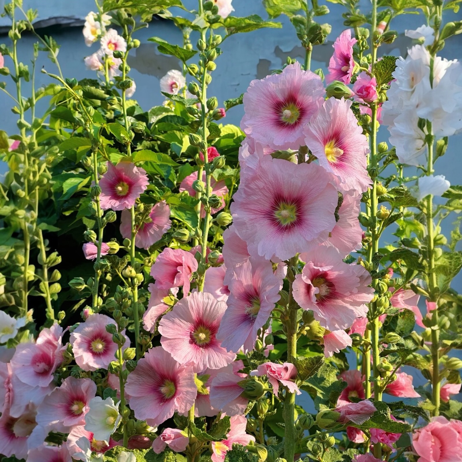50pcs hollyhock seeds white pink red free shipping