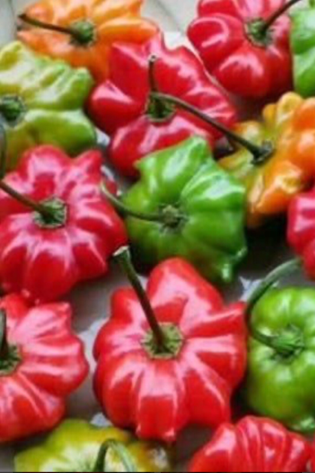 Aji Brazilian Starfish Pepper Seeds (10 Pack)