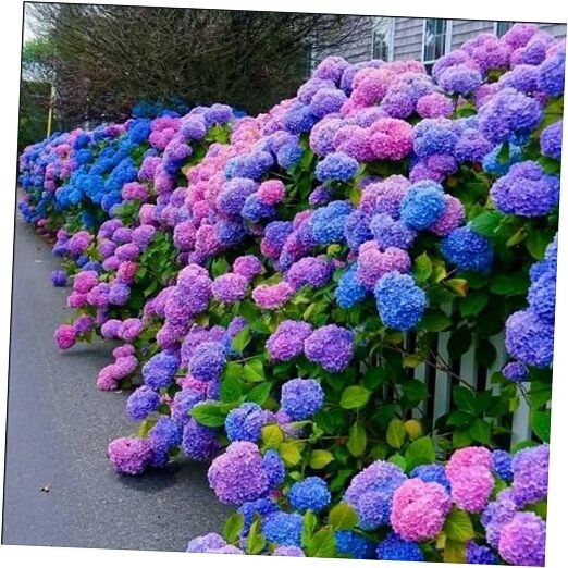 30pcs Blue Pink Purple Hydrangea Seeds – Stunning and Resilient Perennial