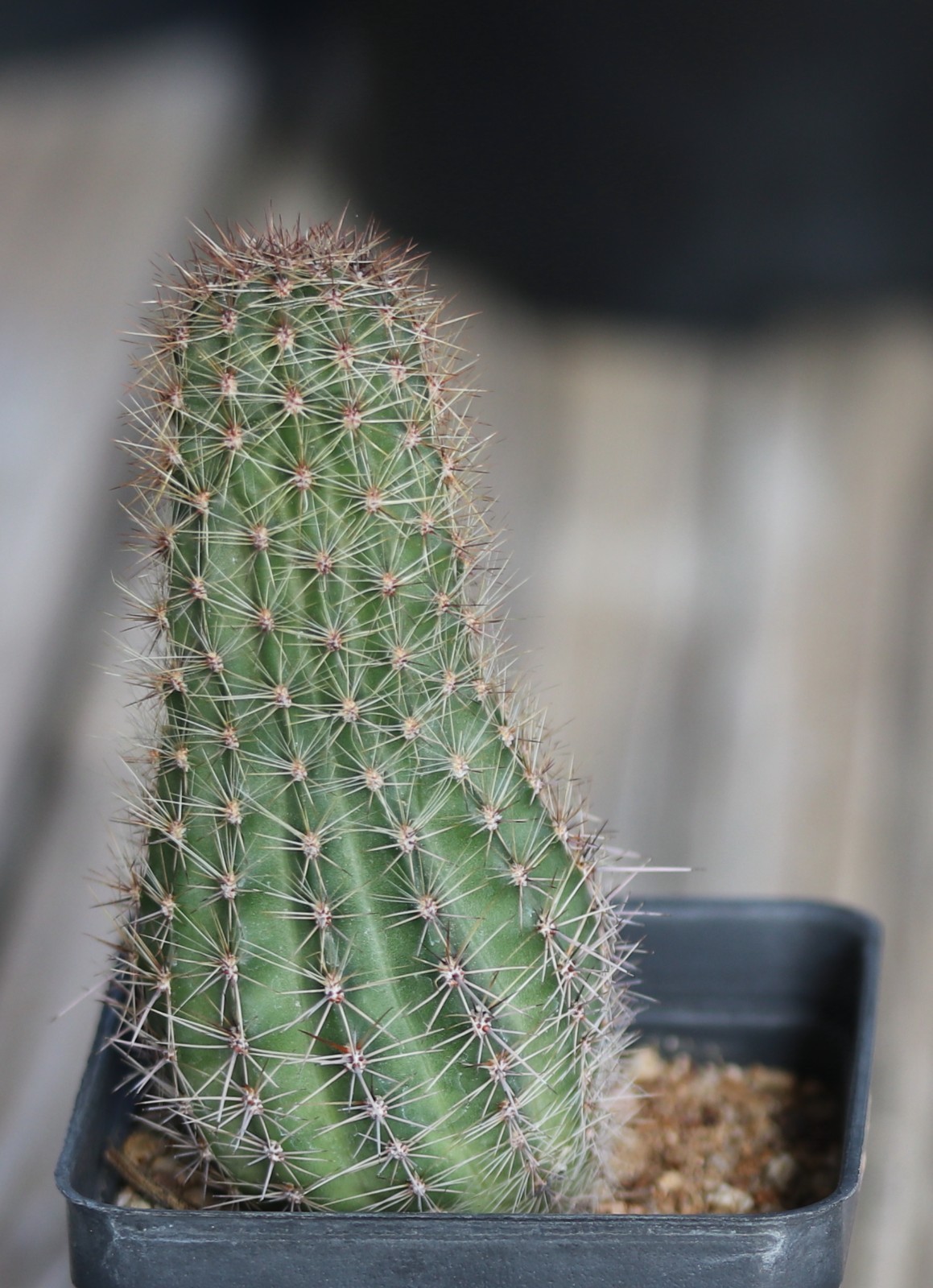 Echinopsis hybrid ‘Orange Cups’