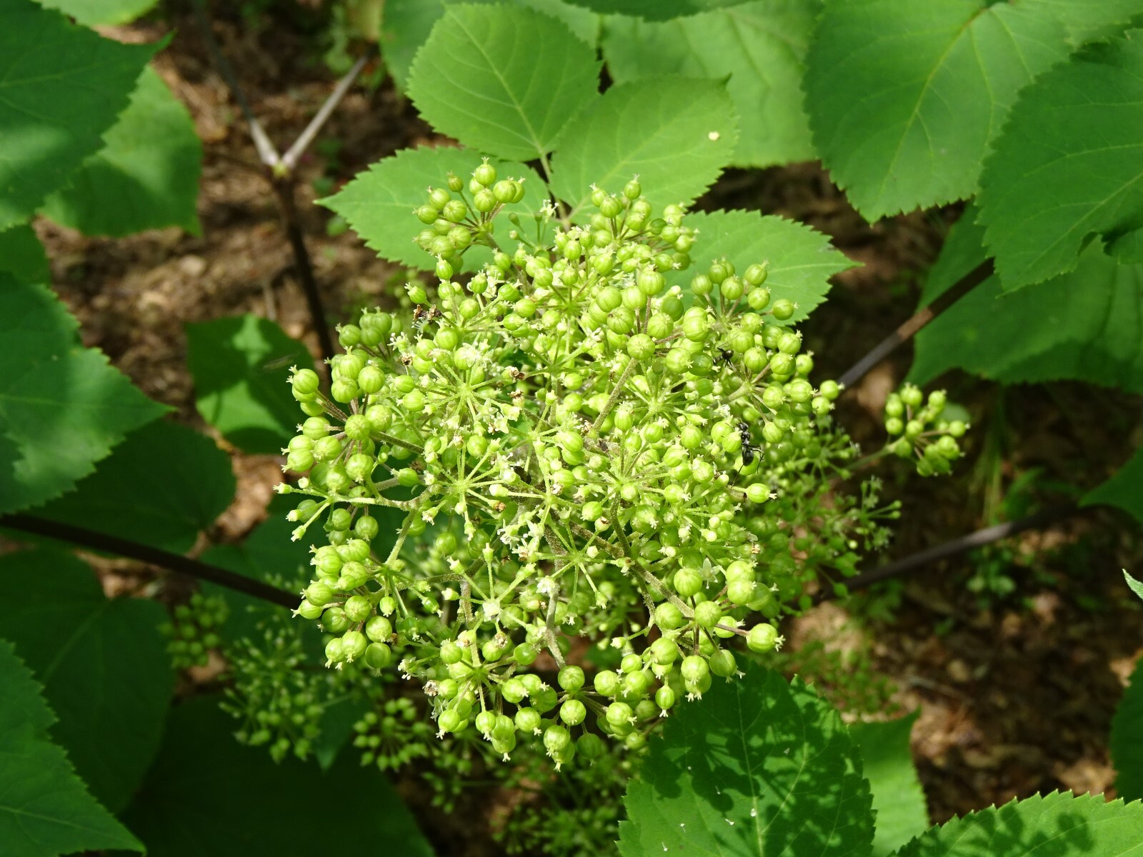 American spikenard Aralia racemosa Native perennial 25 seeds