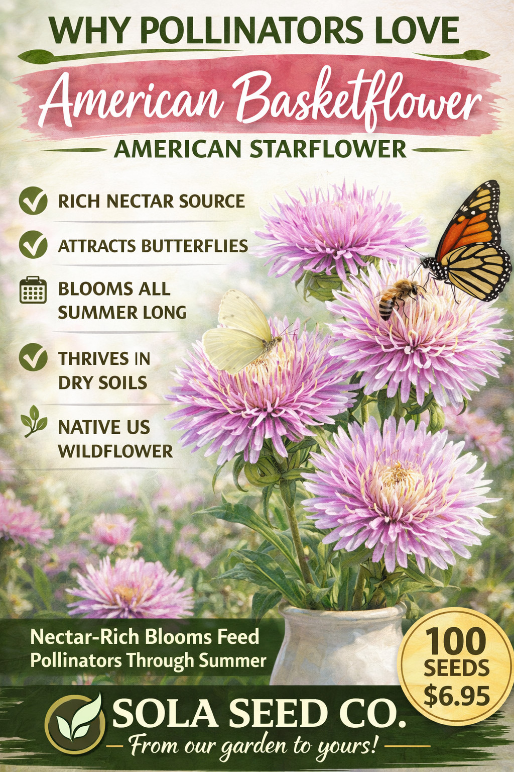 100 American Rose Seeds, Centaurea Aloha, Starflower, American Basketflower