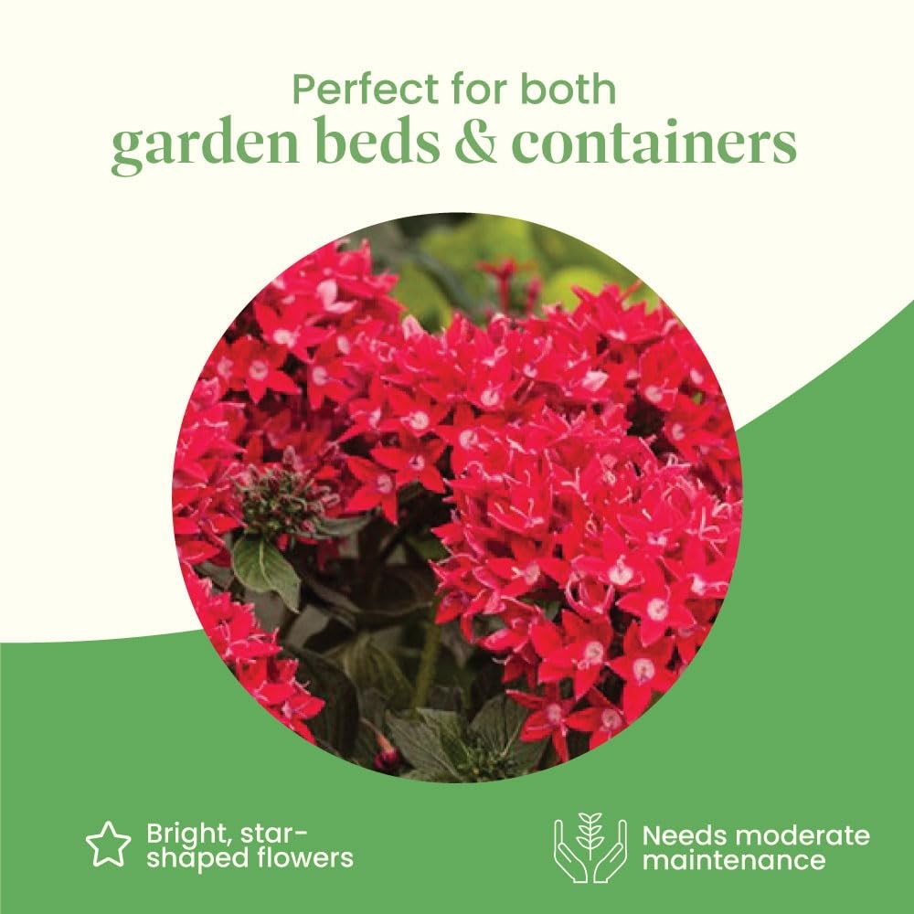 Penta ‘Red Lace’ – 6-Inch Pot – Live Flowering Plant with Deep Red Star-Shape…