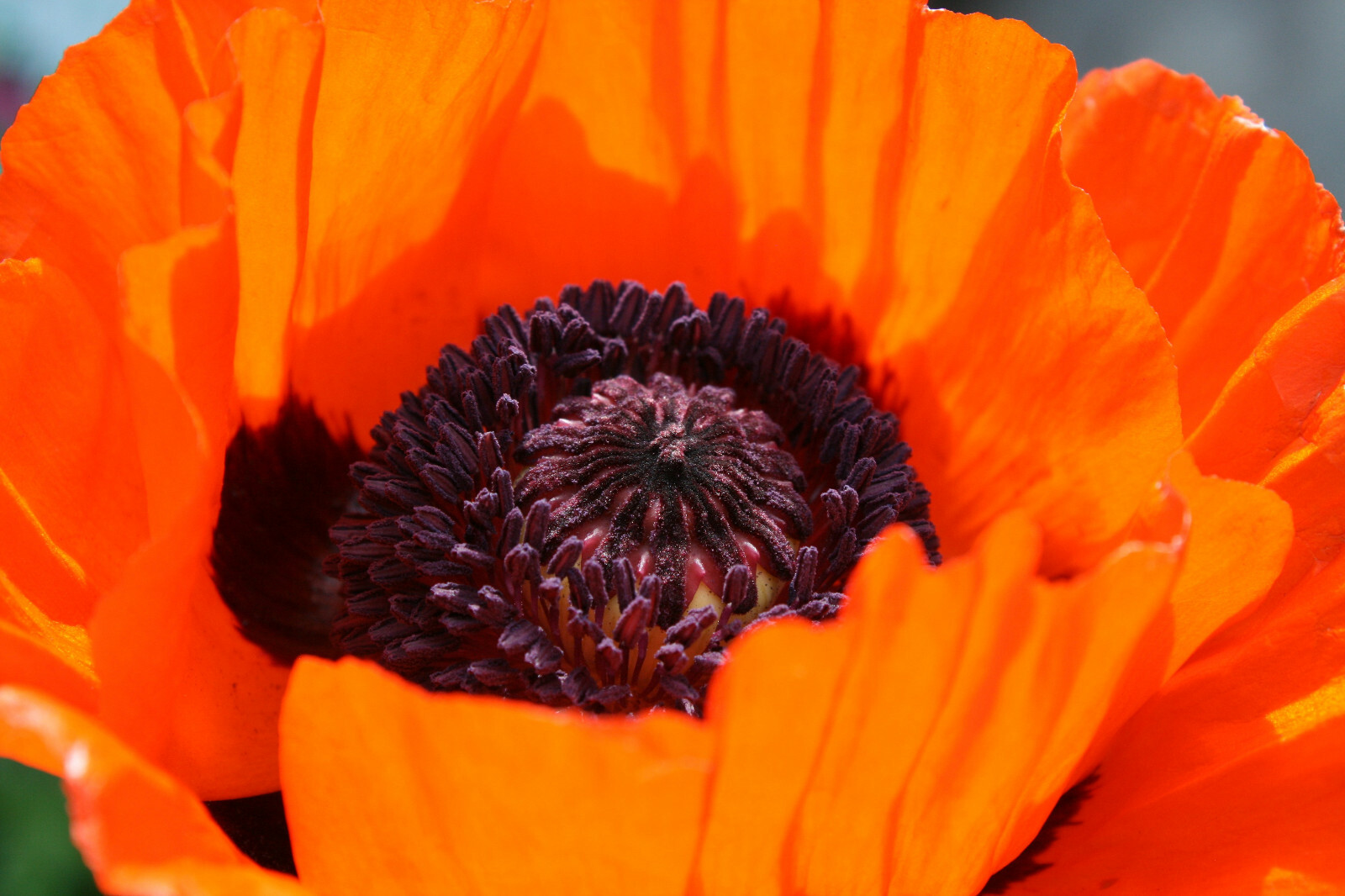 100 PRINCE of ORANGE Oriental POPPY Papaver Orientale Perennial Flower Seeds