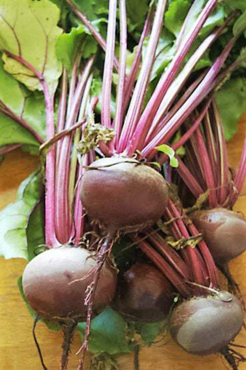 250 DETROIT Dark RED BEET Heirloom Beta Vulgaris Vegetable Seeds