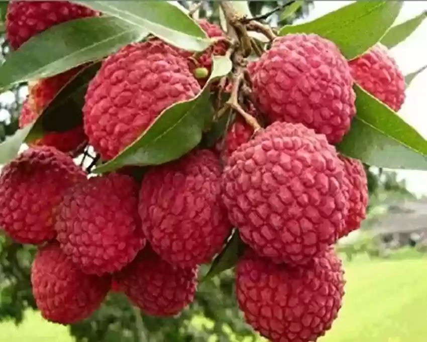 Lychee, Litchi Chinensis – 1 seedling about 6 inches