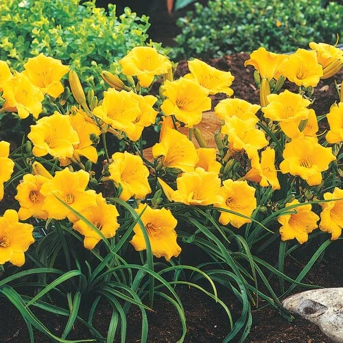 30 GOLDEN YELLOW STELLA DE ORO DWARF REBLOOMING DAYLILY SEEDS