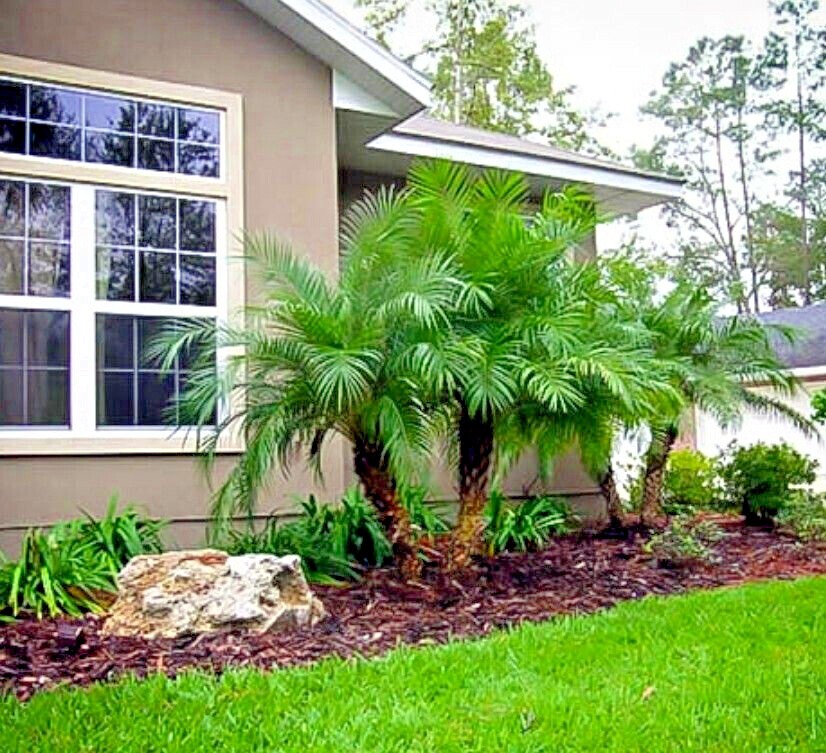 Dwarf Pygmy Date Palm Tree Seeds (Phoenix roebelinii) Great Indoor Houseplant
