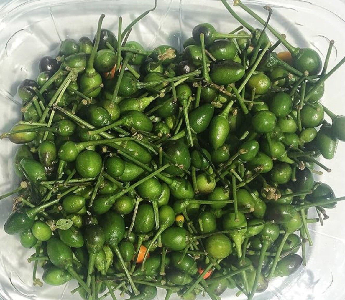 60+ Seeds.Semillas de Chile Piquin TEXAS Wild HOT)🥵🔥🔥🌶️🌶️