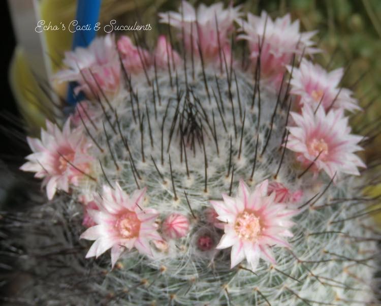 Seed- Mammillaria ritteriana 25+ seeds (2025)