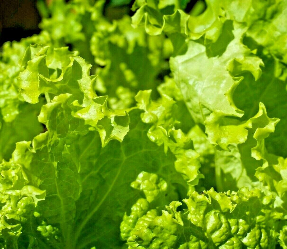 1500+ LETTUCE BLACK SIMPSON SEEDS SPRING SALADS HEIRLOOM NON-GMO MICROGREENS USA
