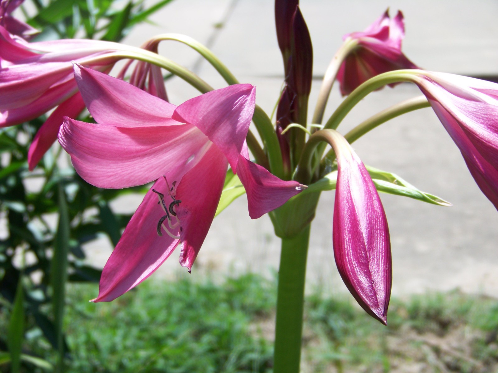 25 Flower Bulbs – Amaryllis, Daylilies, Crinum lilies, Iris, Gladiolus, & More