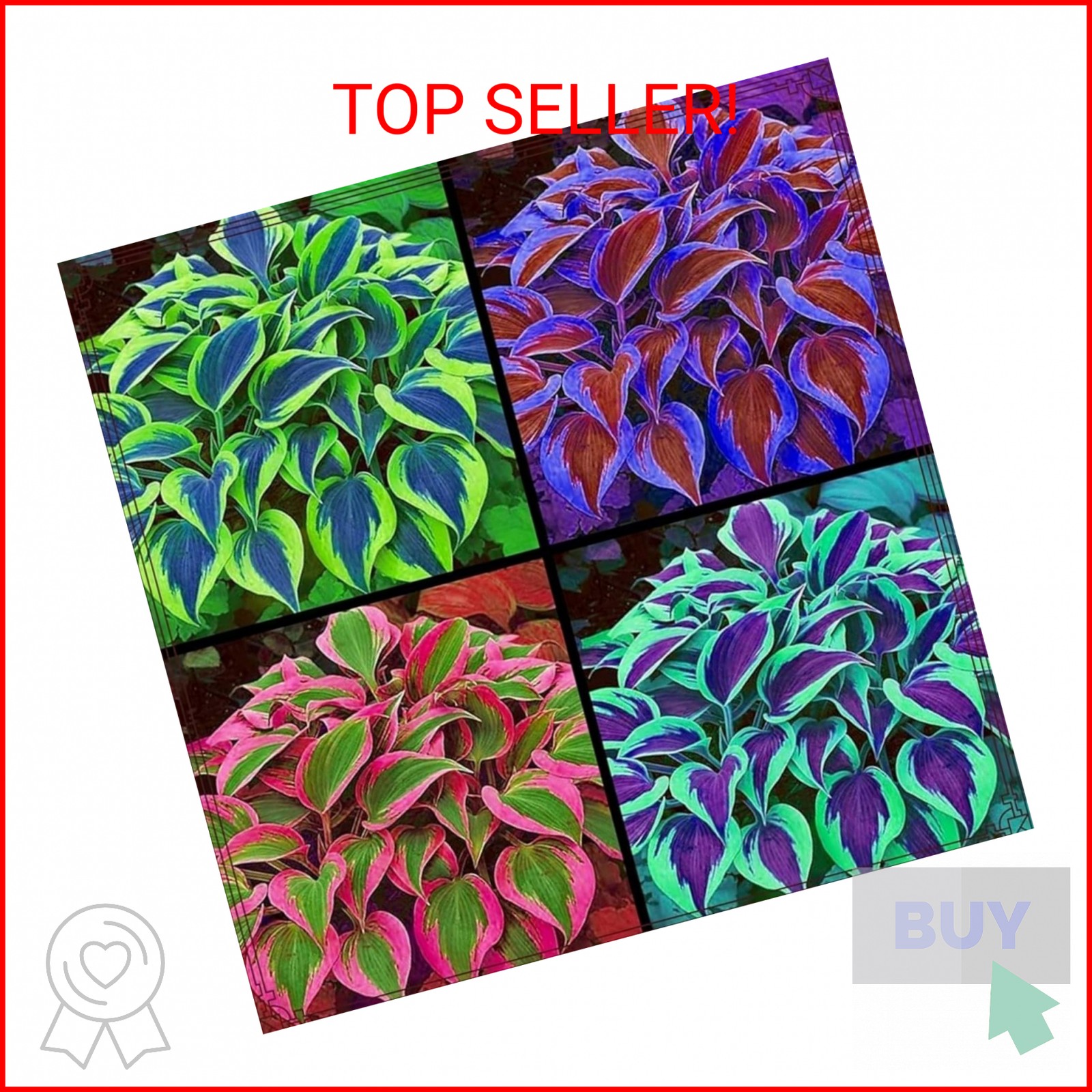 185+ Mixed Color Hosta Seeds for Planting Outdoors- Shade/Cold Tolerant Perennia