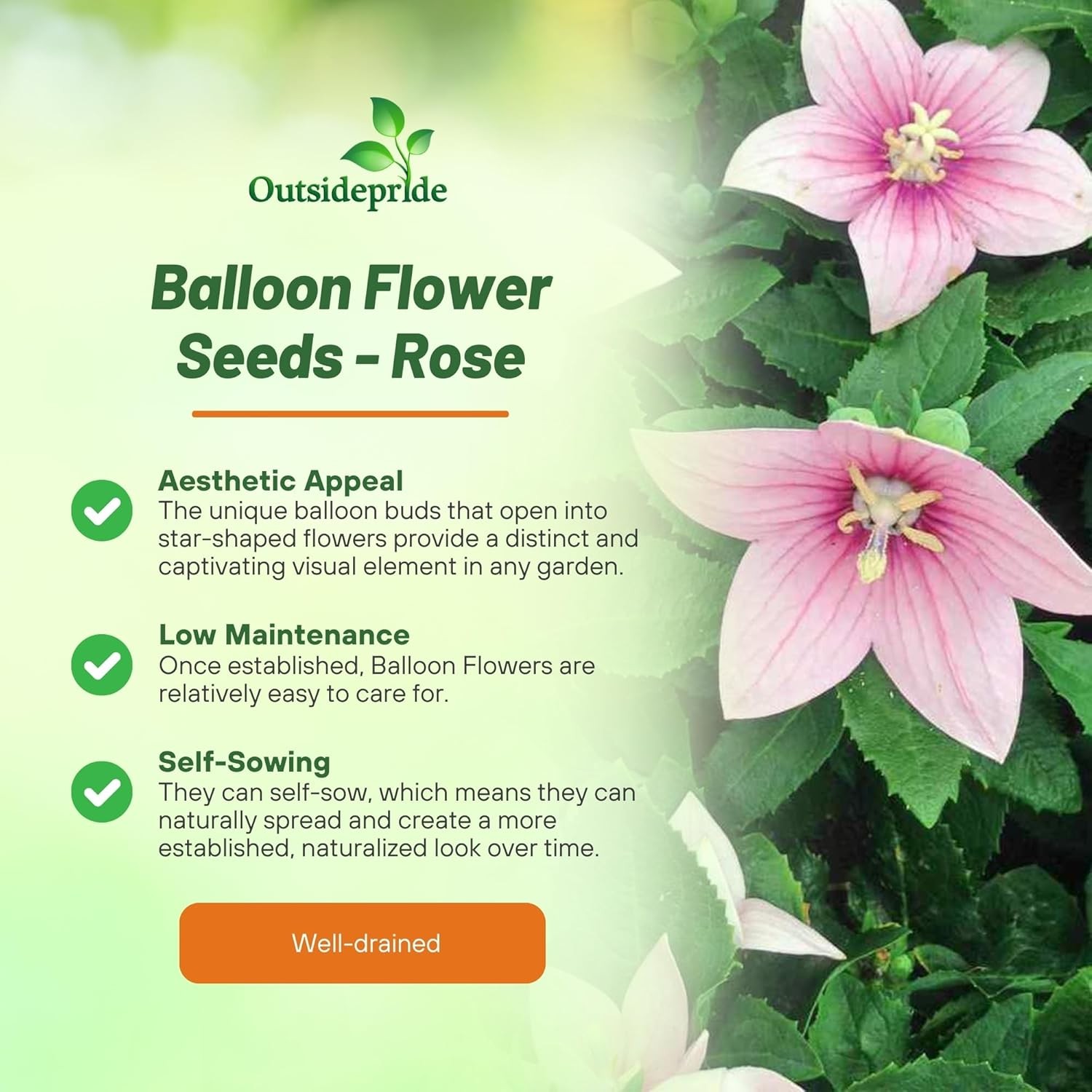 1000 Seeds Balloon Flower Seed – Platycodon Grandiflora Rose Flower Seeds